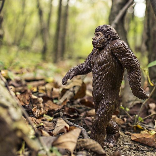 bigfoot, evolution, anthropoid ape